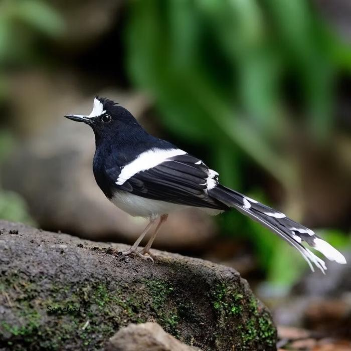 Terlariss Kacer bali besar pilihan jantan bagus buat aviary juga