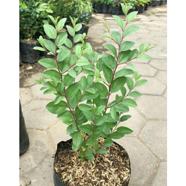Tamaman Bidara Arab ASLI / Daun Bidara Arab Asli