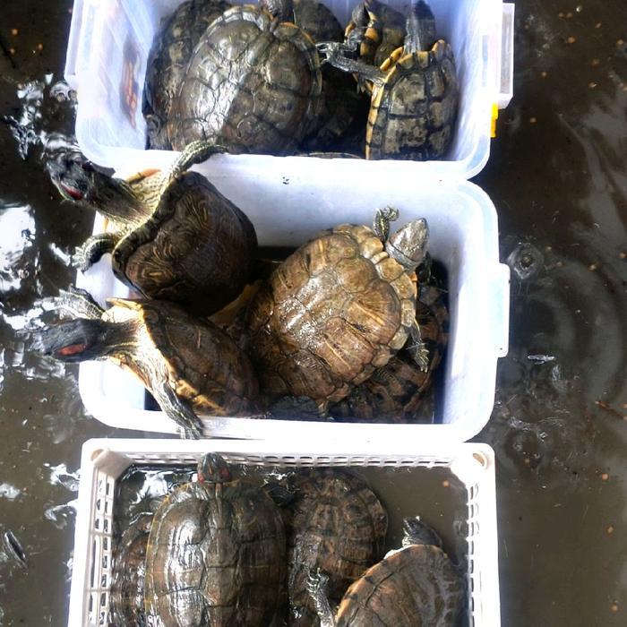 Makanan Pakan Pelet Ikan Kura Kura Brazil Dewasa Indukan Betina Res Red Ear Slider Turtle Jumbo