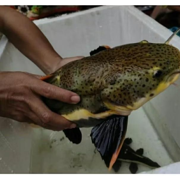 Ikan Rtc Big Size Xxl 20Cm Up - 60Cm Terbaru 