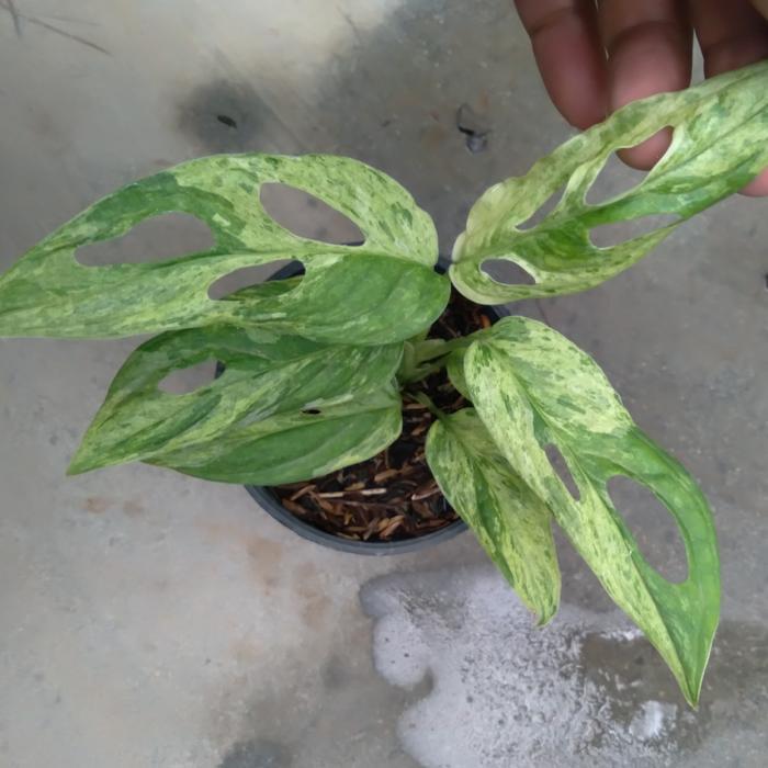 Yuxurystore- Monstera Adansonii Variegata Mint Janda Bolong Variegata Mint