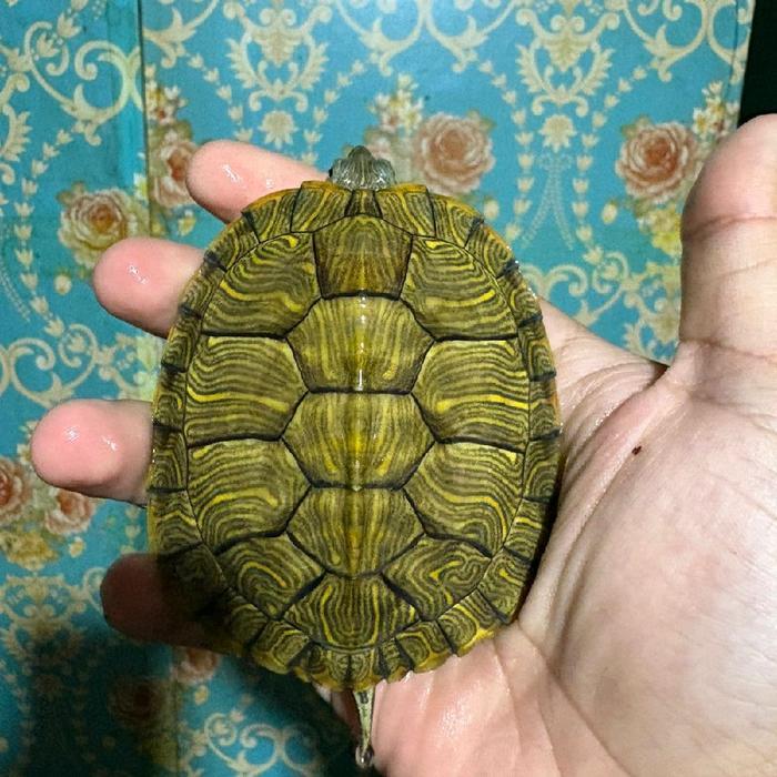 Ready kura kura brazil medium baca deskripsi