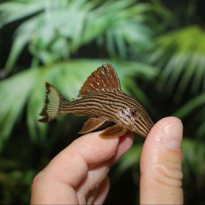 READY GE ikan Pleco L191 baby pleco thunder