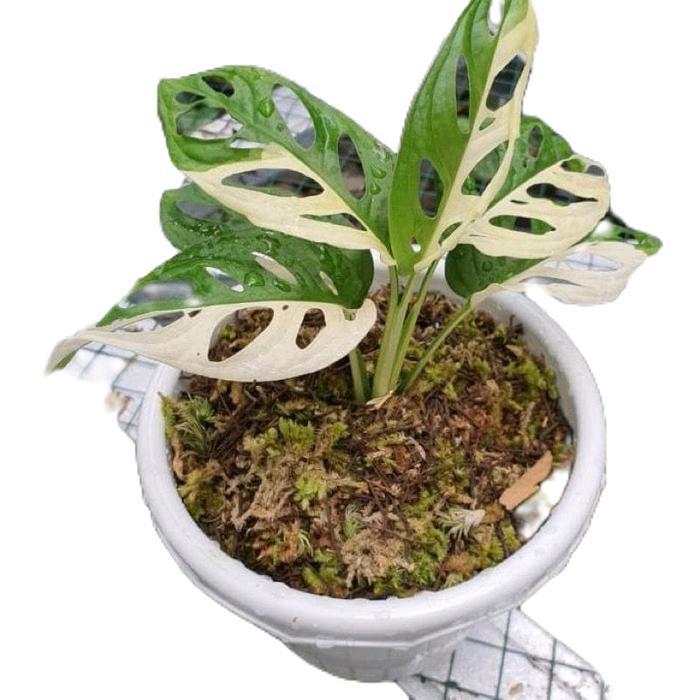 monstera janbol varigata - tanamanhias monstera janda bolong varigata Daun