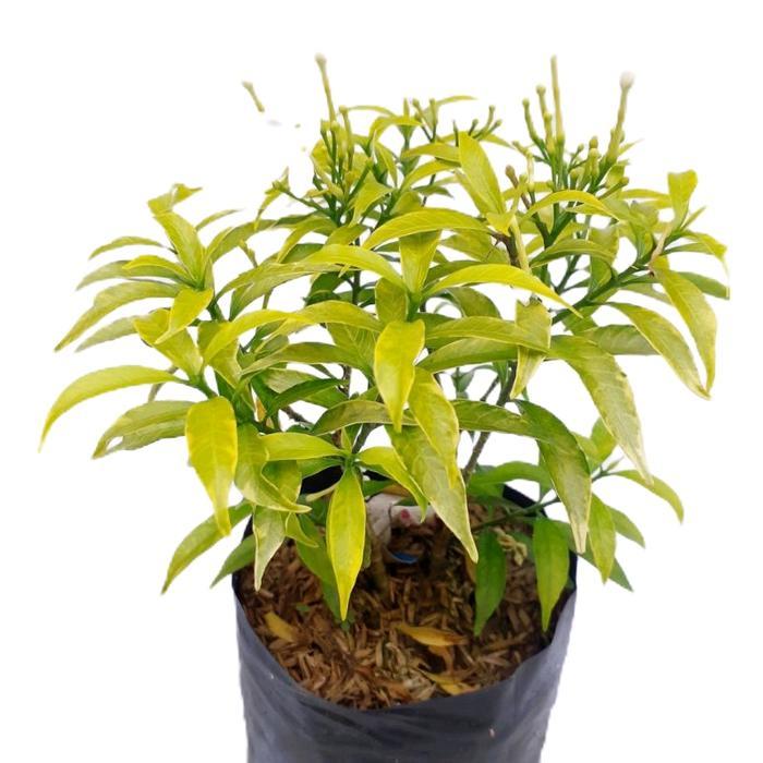 tanamanhias rombusa golden - tanaman bunga rombusa golden - bunga rombusa Emas