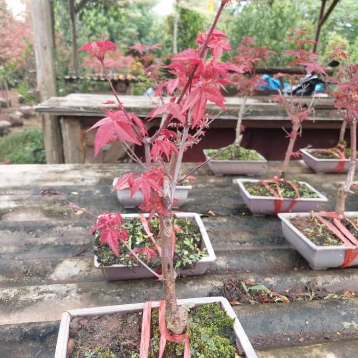 tanaman hias red maple japanese - bibit bonsai red maple Japanese
