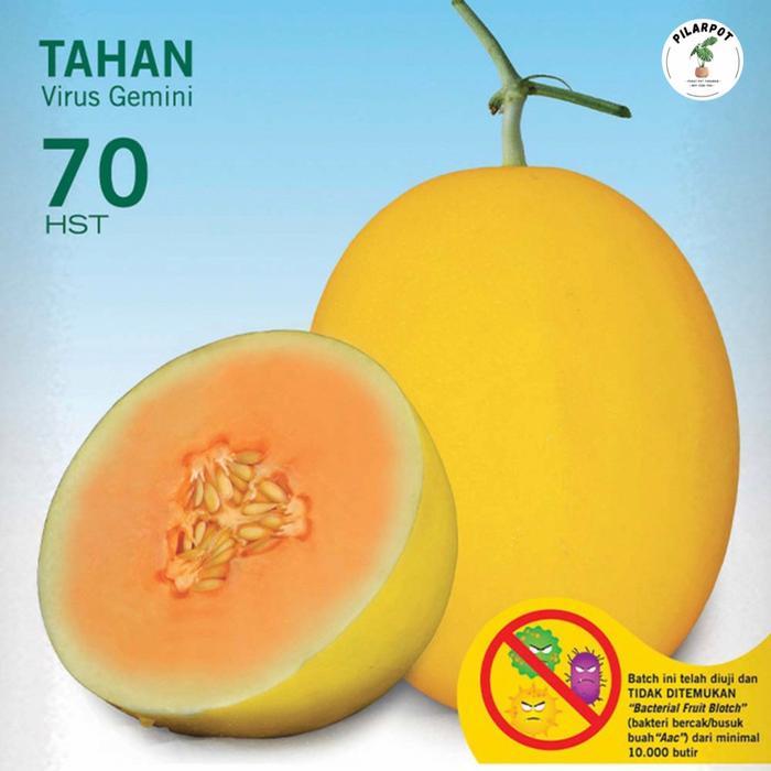 Tanamsegar- Benih Bibit Melon Hibrida Alisha F1 Cap Panah Merah - Melon Alisha F1