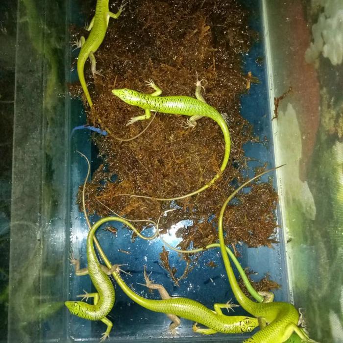 REDAY Terlaris kadal hijau emerald tree skink bukan panana Promo Murah