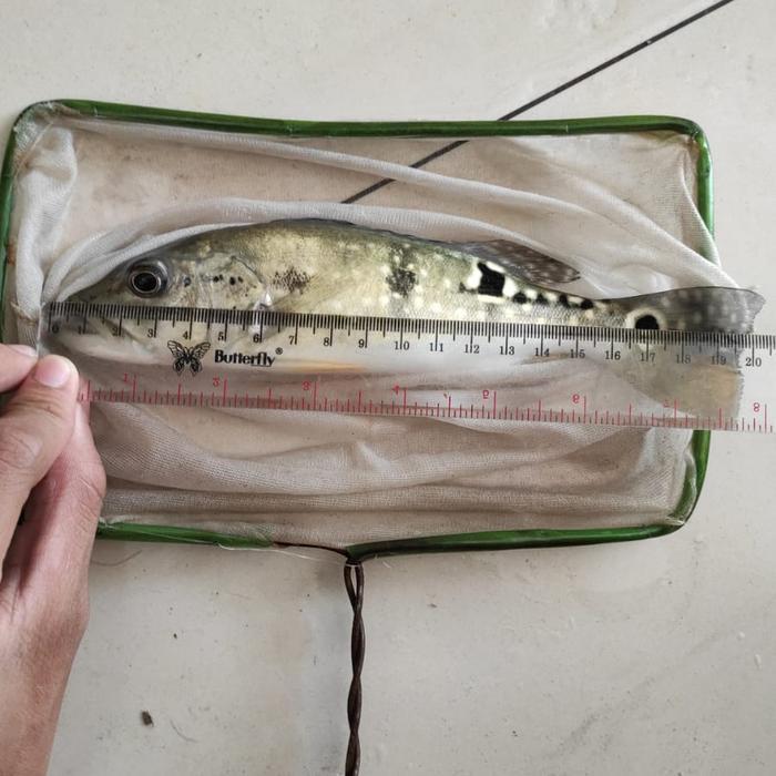 Peacock Bass Xingu Pure #Gratisongkir