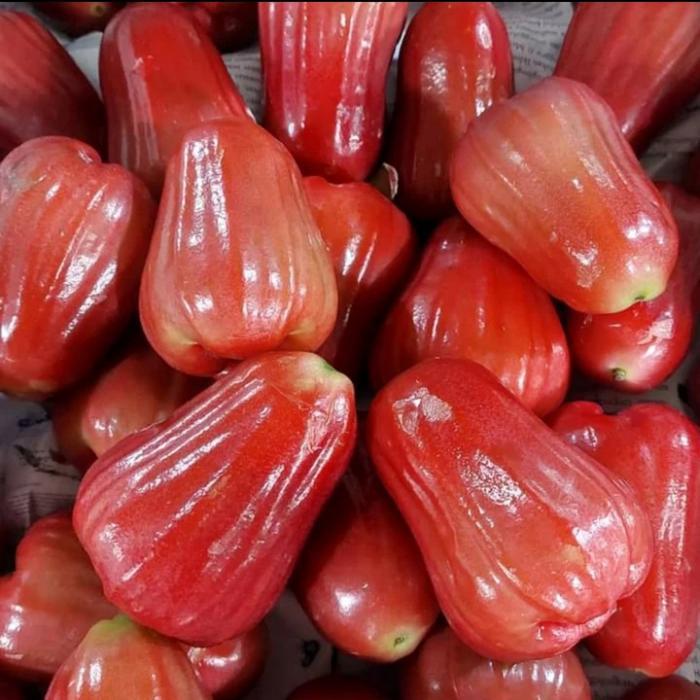 Buah Jambu Citra Merah Jambu Air Citra Merah 1 Kg