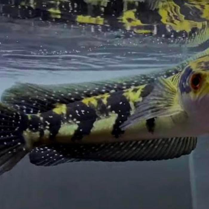 Ikan Channa Marulius Green Kaltara Terbaru 