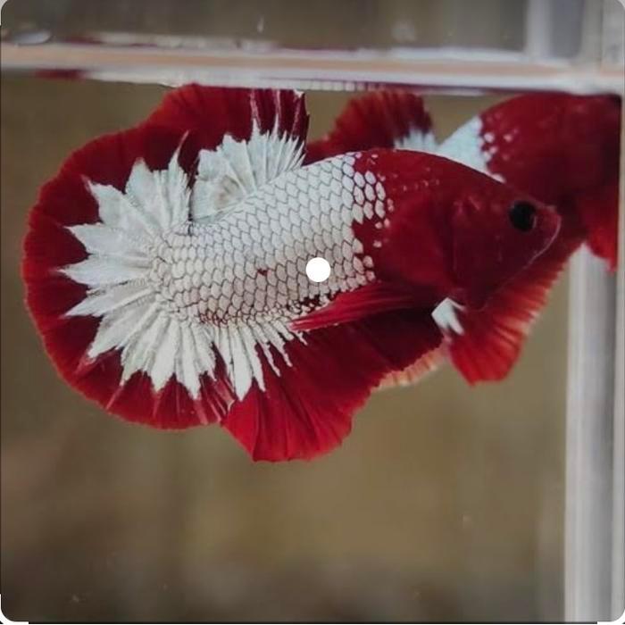 Ikan Cupang Fccp Red Head Terbaru 