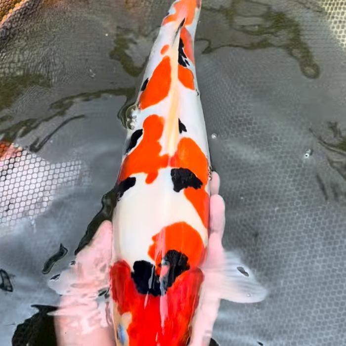 Ikan Koi Shankeee Grade A&F1 25Cm Terbaru 