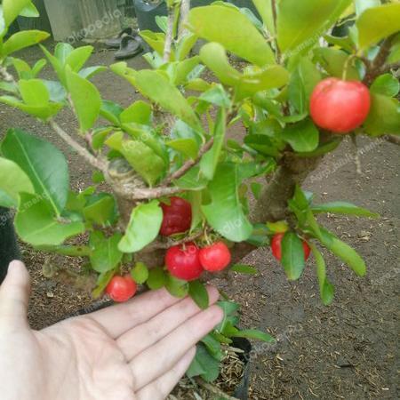 bibit buah beach cherry kualitas unggul cepat berbuah tabulampot