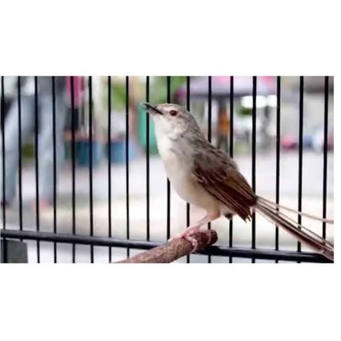 Burung cigun atau ciblek gunung pilihan jantan