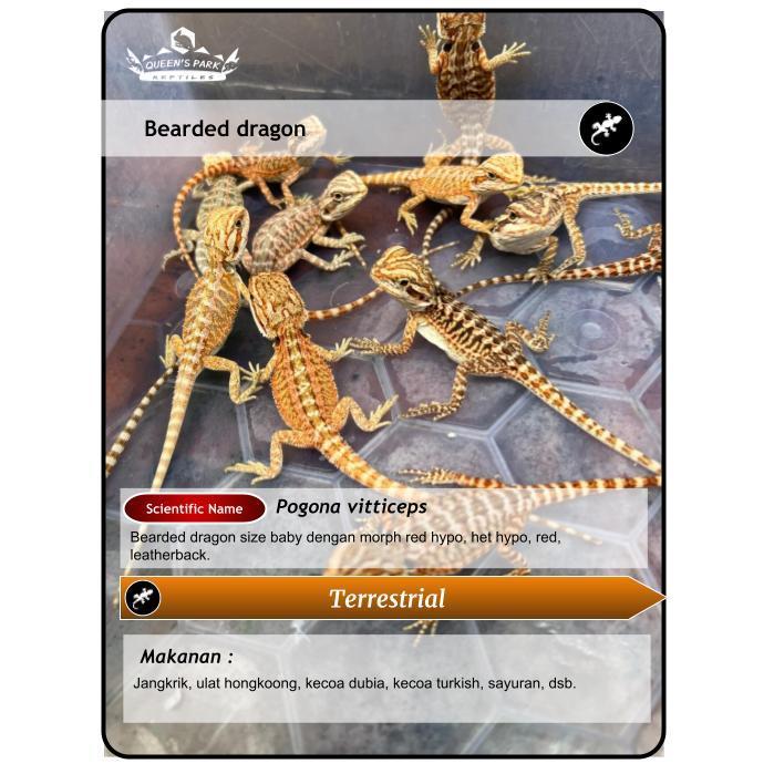 REDAY Terlaris Baby Bearded Dragon Promo Murah