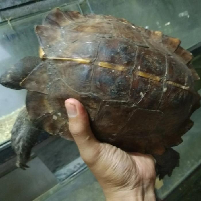 REDAY Terlaris kura matahari jantan dewasa Promo Murah