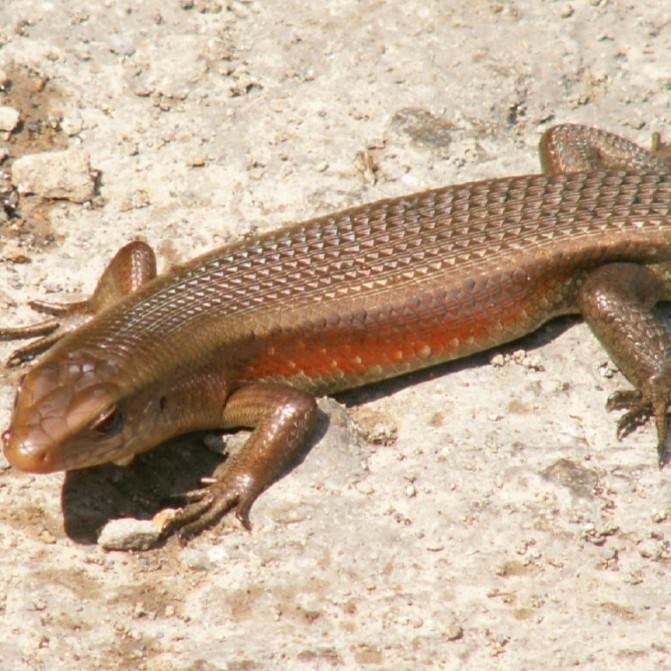 REDAY Terlaris KADAL SAWAH-BROWN SKINK-KADAL KEBUN ORI Promo Murah