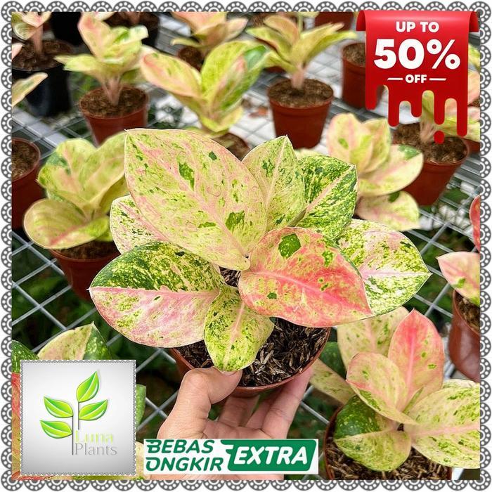 aglonema emerald dragon / tanaman hias aglonema dewasa