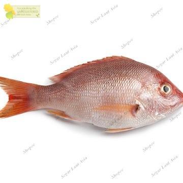 Ikan Kakap Merah Segar/Ikan Kakap Hasil Laut Segar