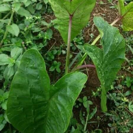 TERLARIS Bibit Tanaman Talas Bentoel - Ubi Bentul Kimpul Malang - Yulia Garden