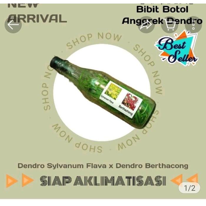 BIBIT BOTOL ANGGREK DENDRO Bibit Anggrek Botol Dendro Hybrid