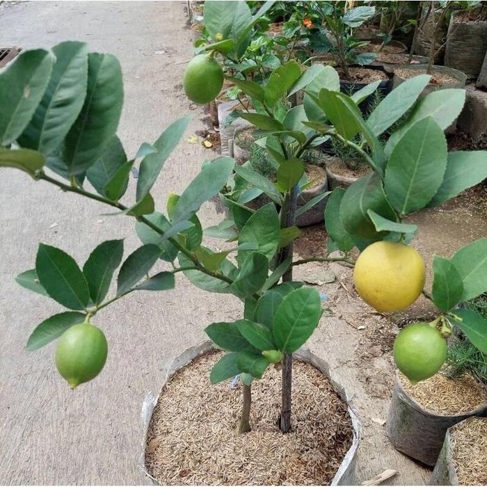 READY Bibit Tanaman Buah Jeruk Lemon California Okulasi - Lemon California Harum - Lemon California
