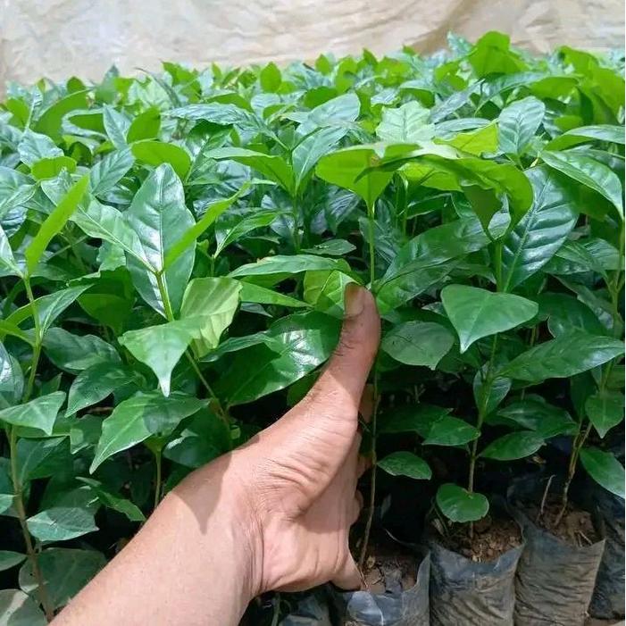 READY Bibit Kopi Arabika Gayo Siap Tanam Cabutan Isi/100 bibit