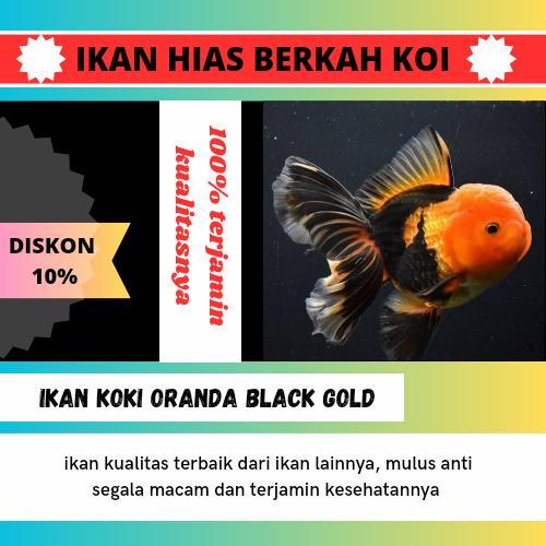 Ikan Koki Oranda Black Gold Ikan Koki Grade A Ikan Kualitas Mantul Terbaru 