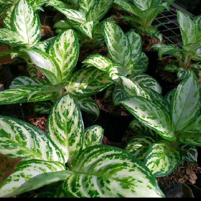 Aglaonema Tjioti Marica Aglaonema new hybrid pot Daun Hijau Putih Tanaman Alami