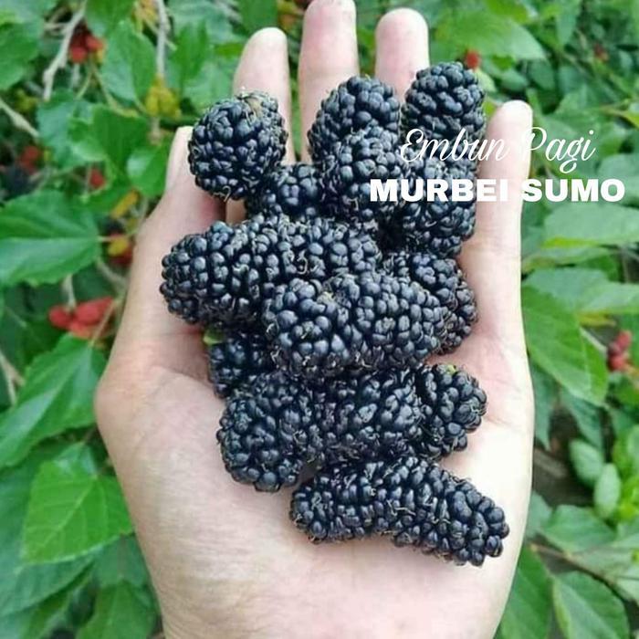 READY Bibit Buah Murbei Sumo