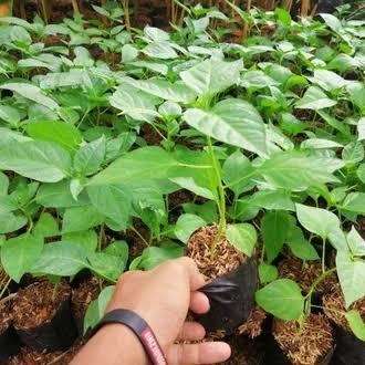 READY Pohon cabe rawit - Bibit pohon cabe - cabe setan