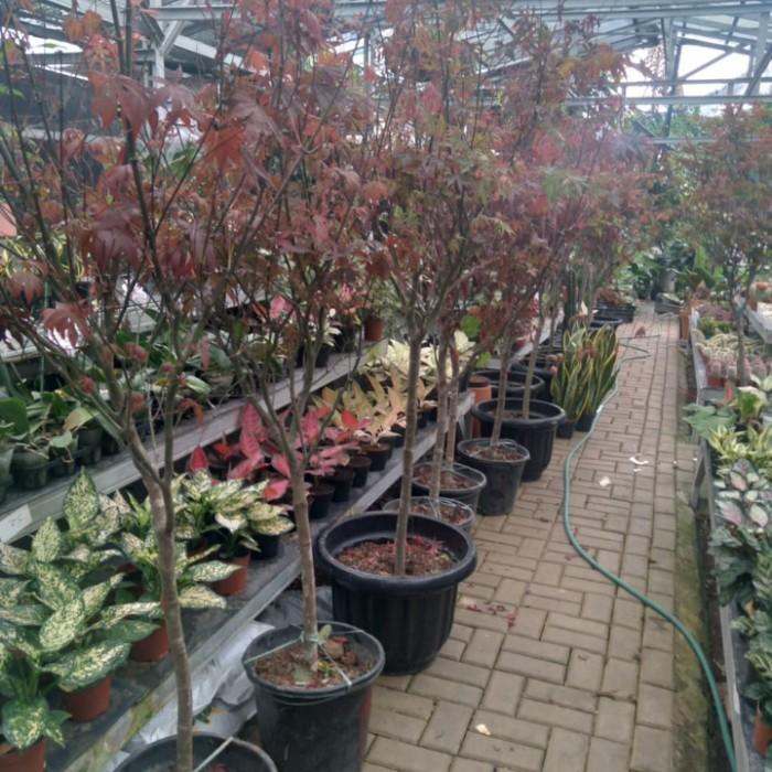 Tanaman Hias Pohon Maple Size Besar Jumbo Maple Best Quality