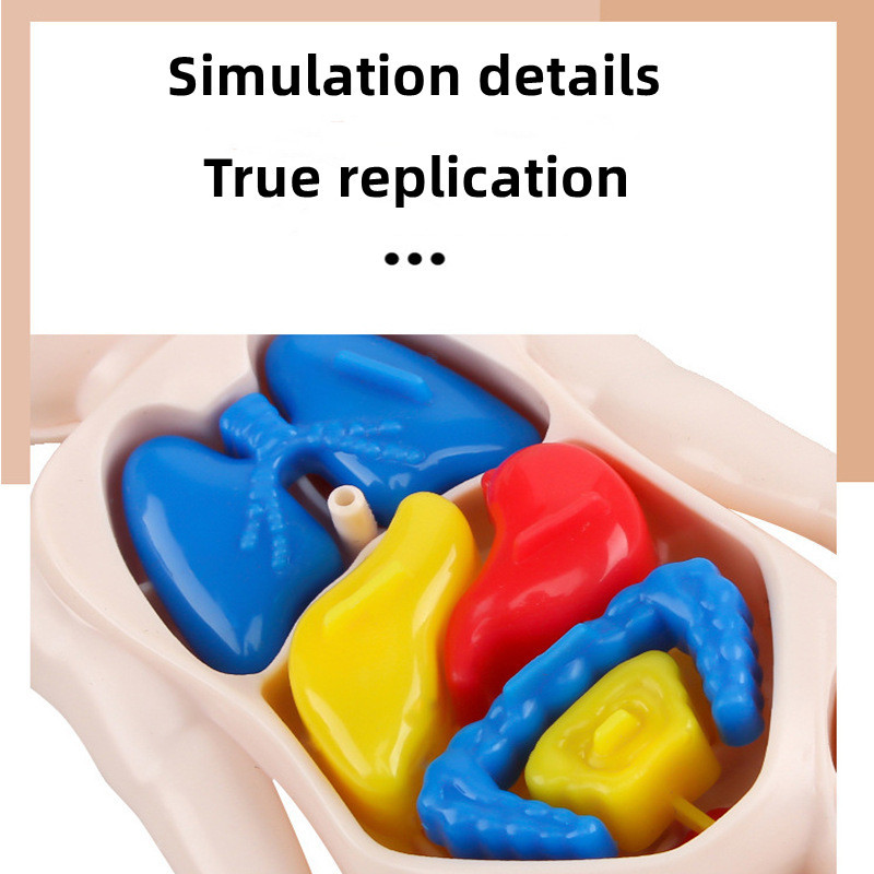 Kid Montessori 3D Puzzle Human Body Anatomy Model Educational Learning Organ Assembled Toy Body