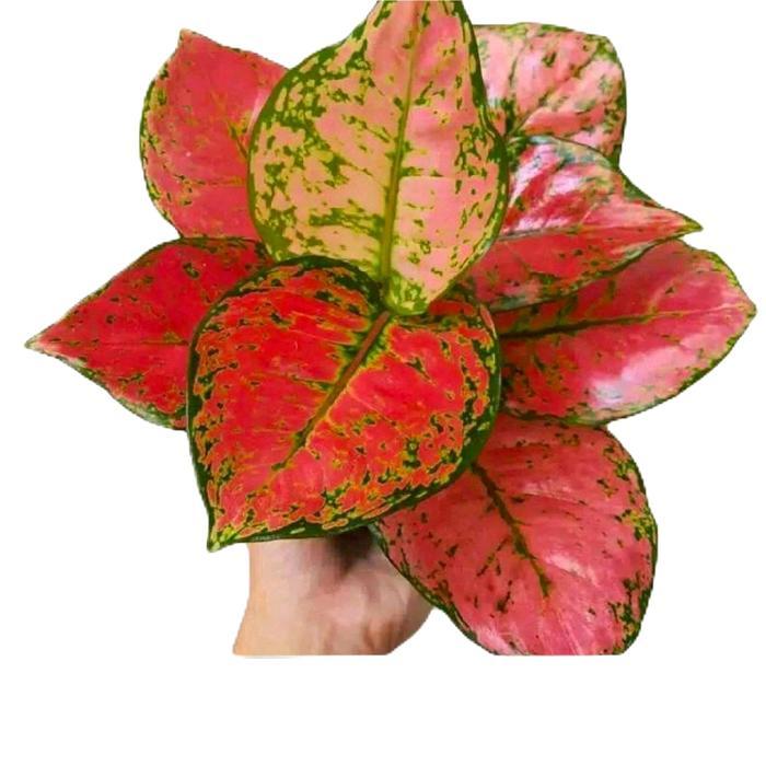 aglonema baby dud anjamani - tanamanhias aglonema baby dud anjamani - aglonema dud merah Pupuk