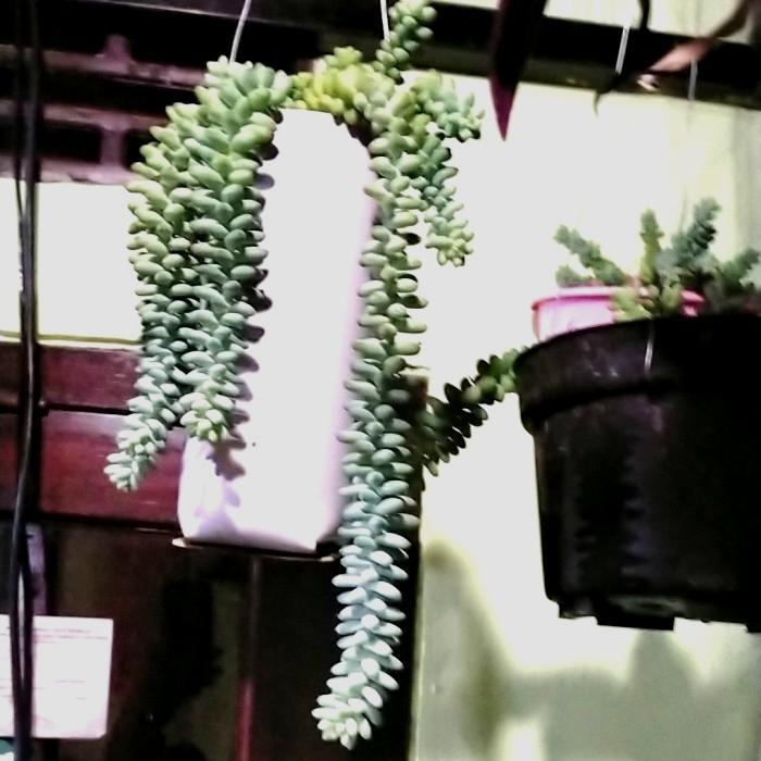 Tanaman Hias Air Mata Ibu