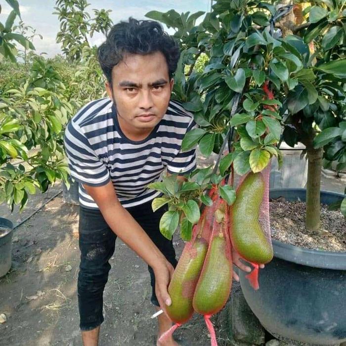 bibit alpukat kelud super