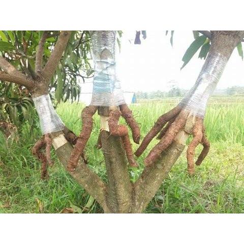 4bdw- Pupuk Zpt Akar Root Up 100 Gram Asli