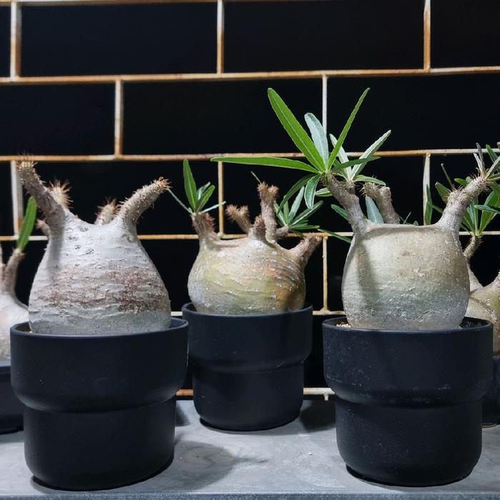 Pachypodium Gracilius Tanaman Alami Ideal untuk Kolektor Tanaman Hias