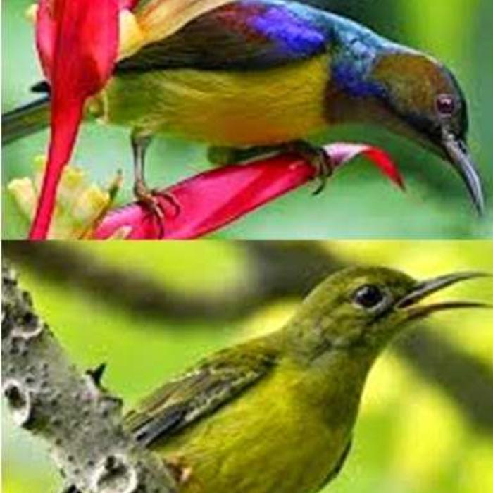 Burung Kolibri Kelapa Sepasang Terbaru