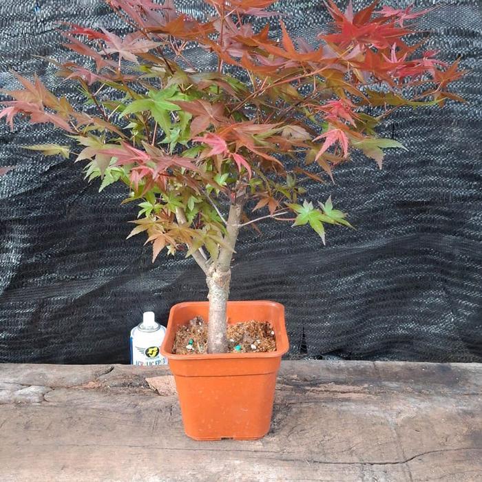 Tumbas Tani Japanese Red Maple / Bonsai Maple