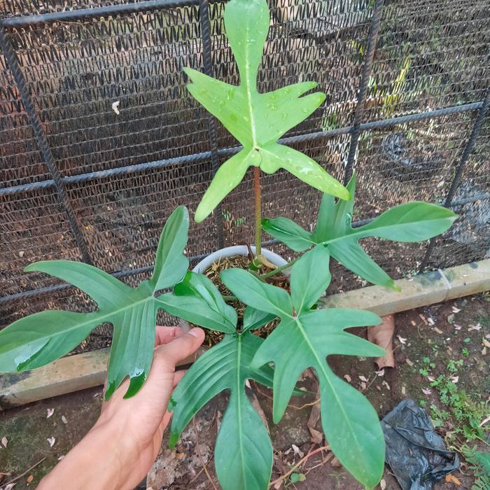 Banana Sport Philodendron Florida Ghost / Tanaman Philodendron Florida