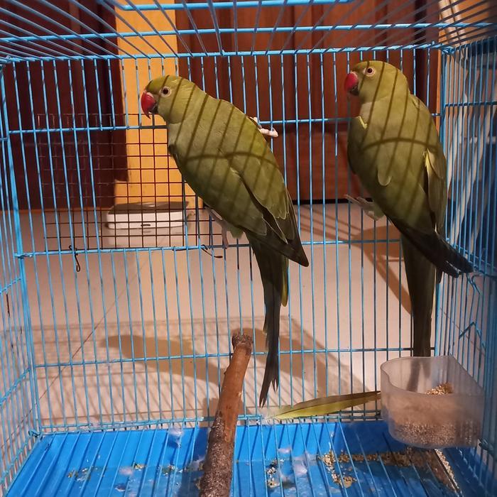 Sepasang Indian Ringneck / IRN Olive DNA