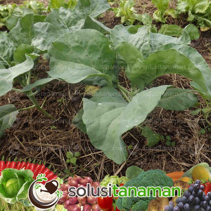 Benih Kailan Chinese Kale Winsa Sharp Leaf 20gr (5.650 Biji) Bibit Kailan Winsa Benih Kailan Ta Fung