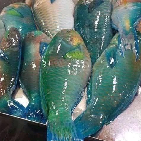 Ready Ikan Kakatua Hijau/ Green Parrot fish 1kg