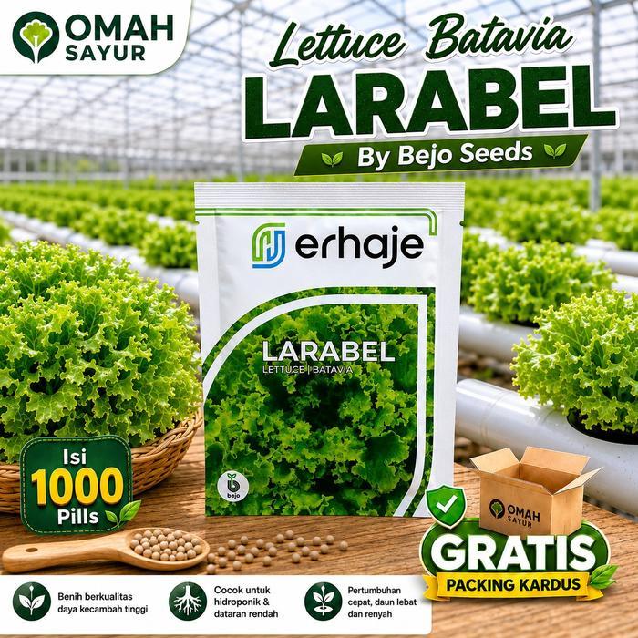 [1000 Pills] Benih Selada Bejo LARABEL Benih Lettuce Batavia By Bejo Seeds