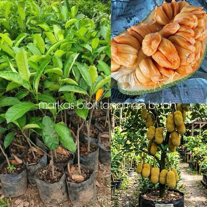 Beli 1 Gratis 1 Bibit Cempedak King Super Tanaman Okulasi Cepat Berbuah untuk Budidaya Buah Segar
