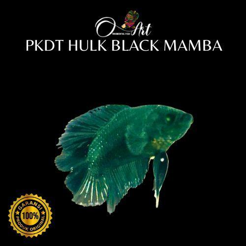 Flash Sale Fish Art Ikan Cupang Pkdt Hulk Black Mamba Jantan Size S-M Random Original
