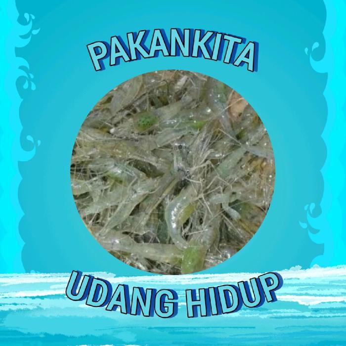 Udang Sawah Hidup (Pakan Predator)