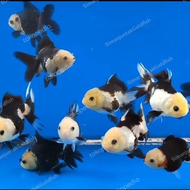 Oranda Panda 7 Cm Ikan Mas Koki Oranda Panda Terbaru 